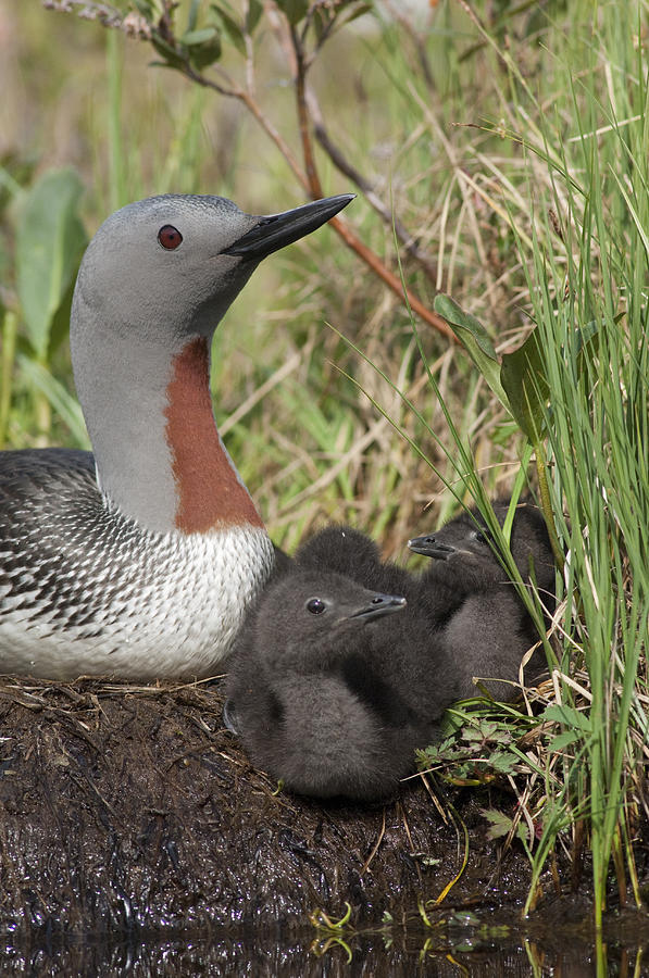 Red-throated Loon With Chicks At Nest Photograph by Michael Quinton