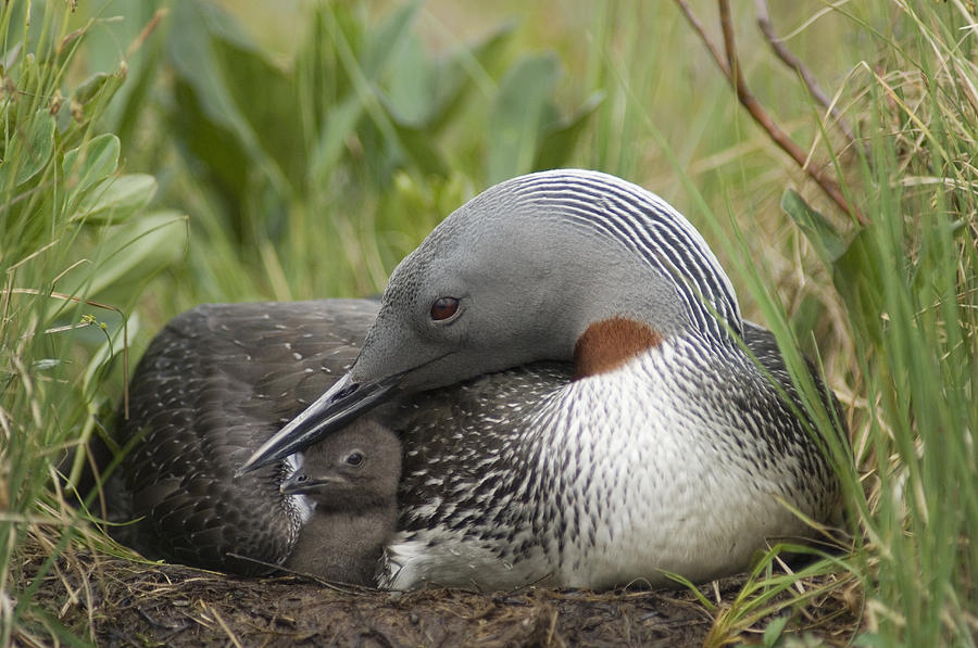 Red-throated Loon With Day Old Chick Photograph by Michael Quinton