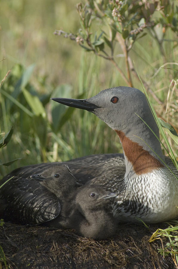 Red-throated Loon With Day Old Chicks Photograph by Michael Quinton