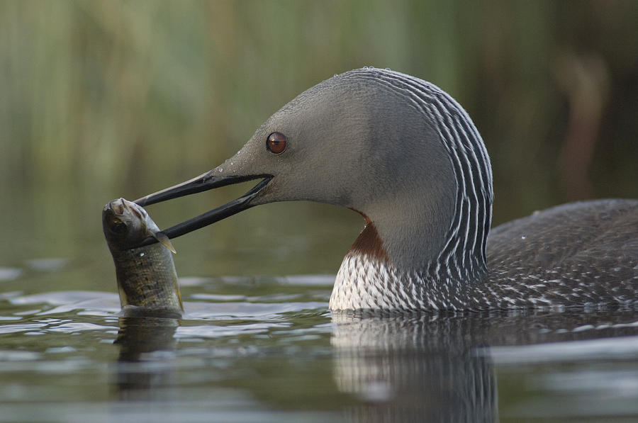 Red-throated Loon With Fish Alaska Photograph by Michael Quinton
