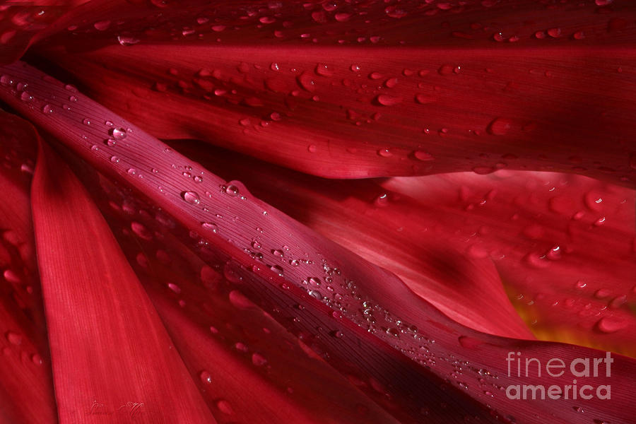 Nature Photograph - Red Ti the Queen of Tropical Foliage by Sharon Mau