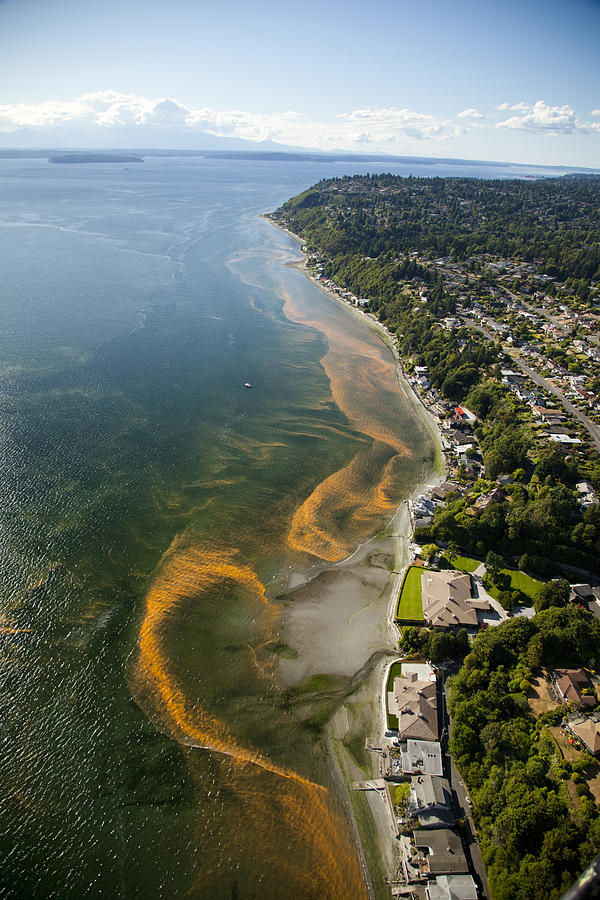 America Photograph - Red Tide Blooms Along Puget Sound by Andrew Buchanan/SLP