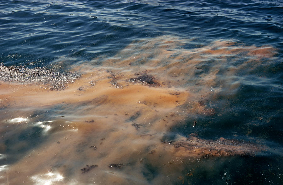 Red Tide In The Red Sea Photograph by Carleton Ray