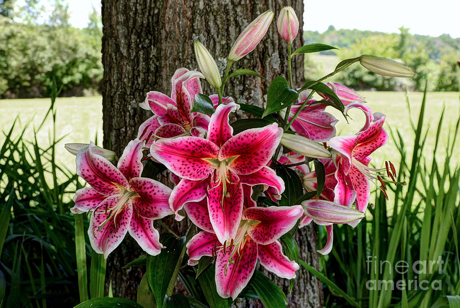Red Tiger Lilies Photograph by Paul Mashburn