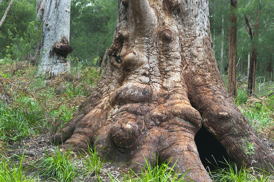 Red Tingle Tree Walpole-nornalup Photograph by Kevin Schafer Red Tingle Tree Walpole-nornalup Photograph by Kevin Schafer