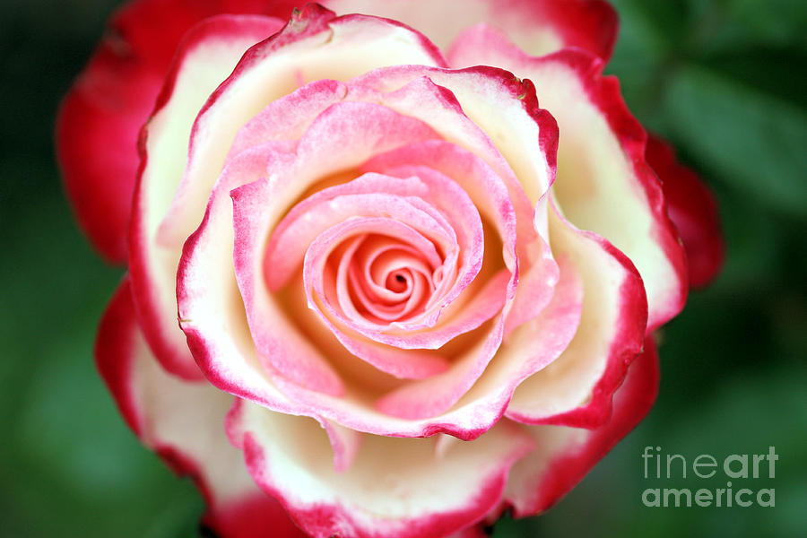 Red Tipped Rose Photograph by Nick Gustafson