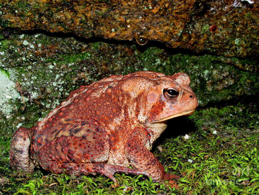 Red Toad Photograph by Joshua Bales