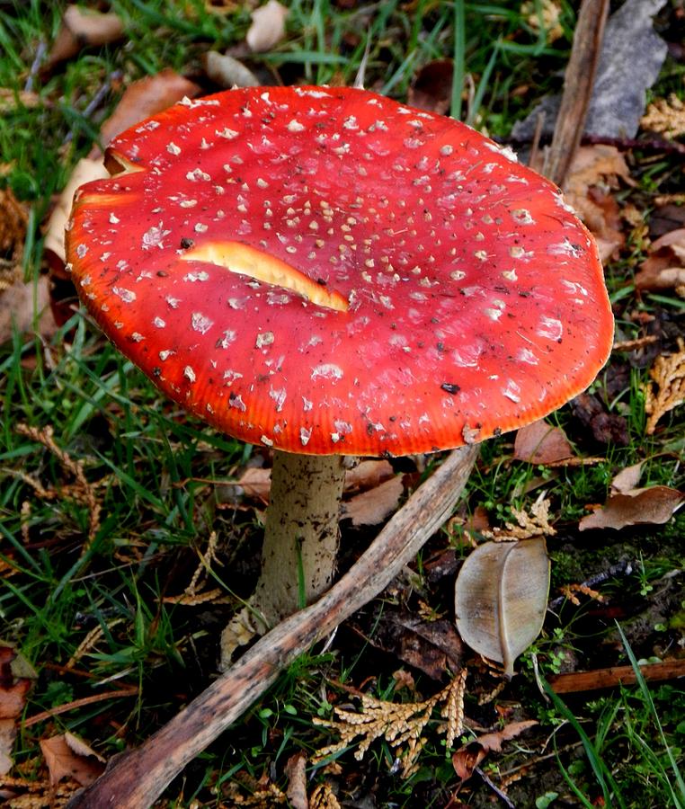 Red Toadstool Photograph by Sandra Sengstock-Miller - Fine Art America