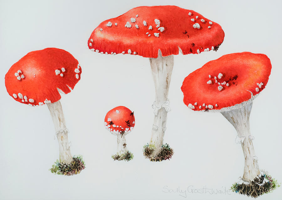 Mushroom Painting - Red Toadstools Fly Agaric  by Sally Crosthwaite