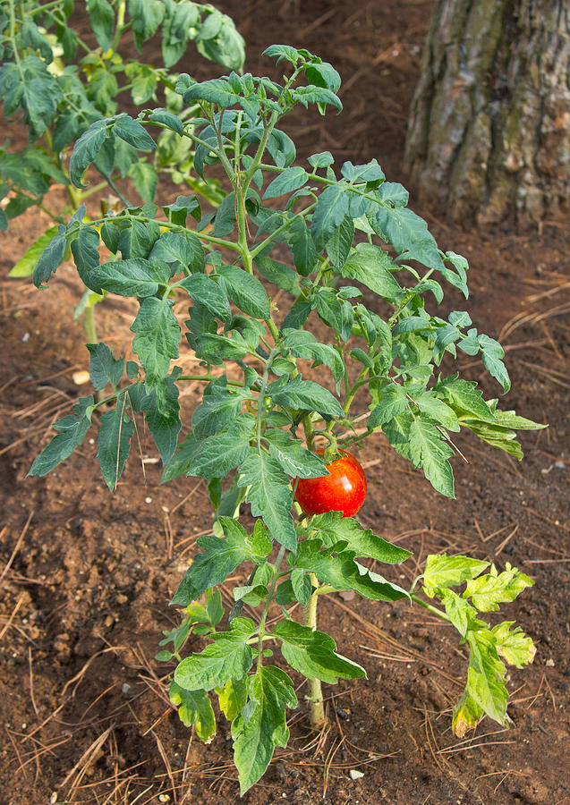 Red tomato plant vertical view Photograph by Brch Photography