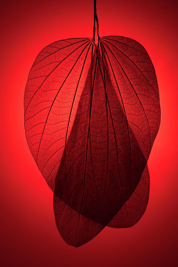 Red Toned Leaf Skeleton Photograph by Miragec