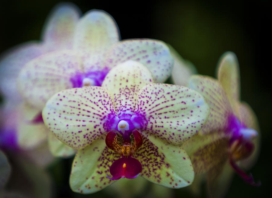 Red Tongue Orchid Photograph by Maj Seda