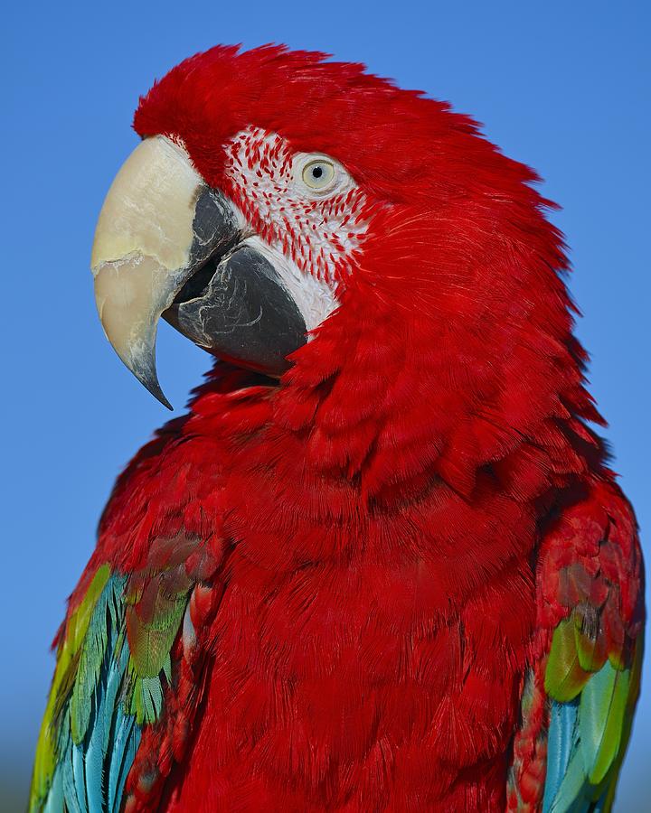 Macaw Photograph - Red by Tony Beck
