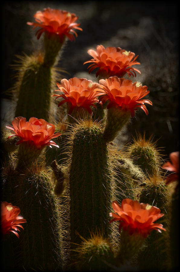 Red Torch Cactus  Photograph by Saija Lehtonen