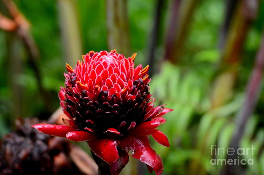 Red Torch Ginger Flower from tropics Photograph by Imran Ahmed