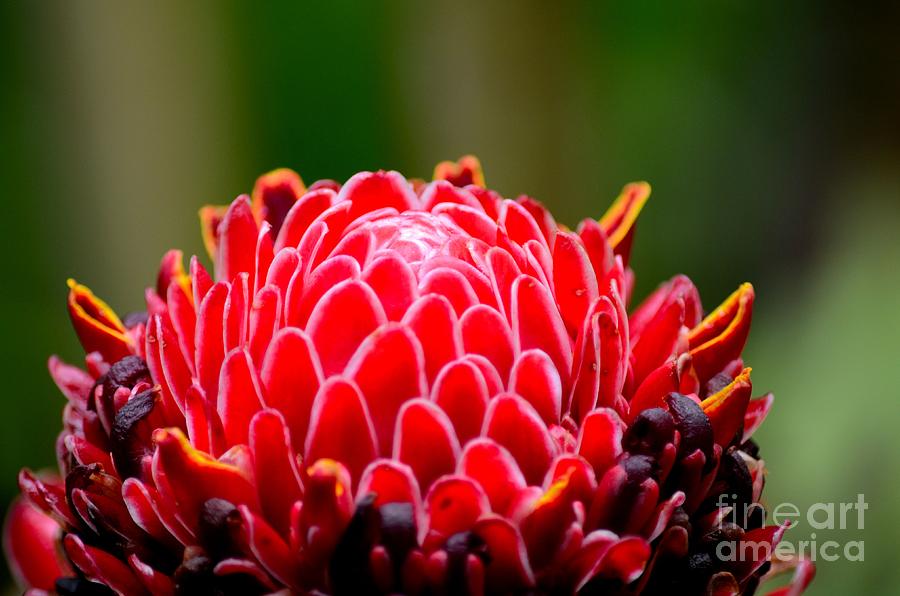 Red Torch Ginger Flower head from tropics Singapore Photograph by Imran Ahmed