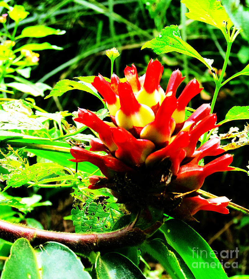 Flower Photograph - Red Torch Ginger Flower One by Tina M Wenger