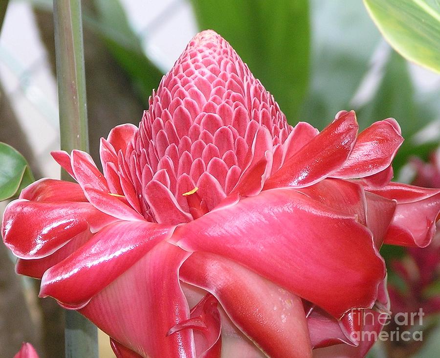 Red Torch Ginger Photograph by Mary Deal
