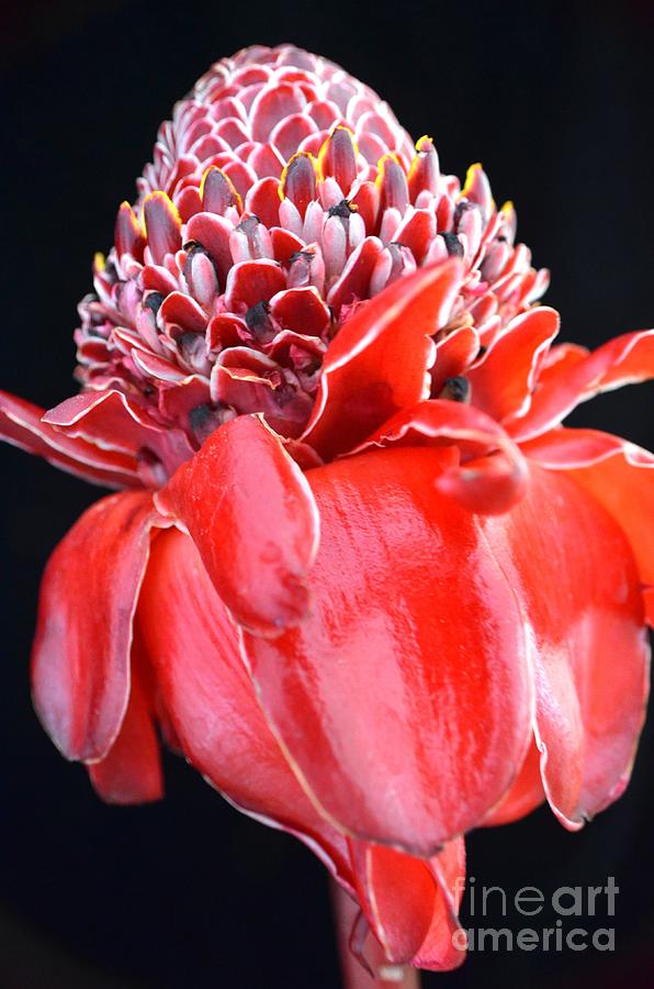 Red Torch Ginger on Black Photograph by Mary Deal