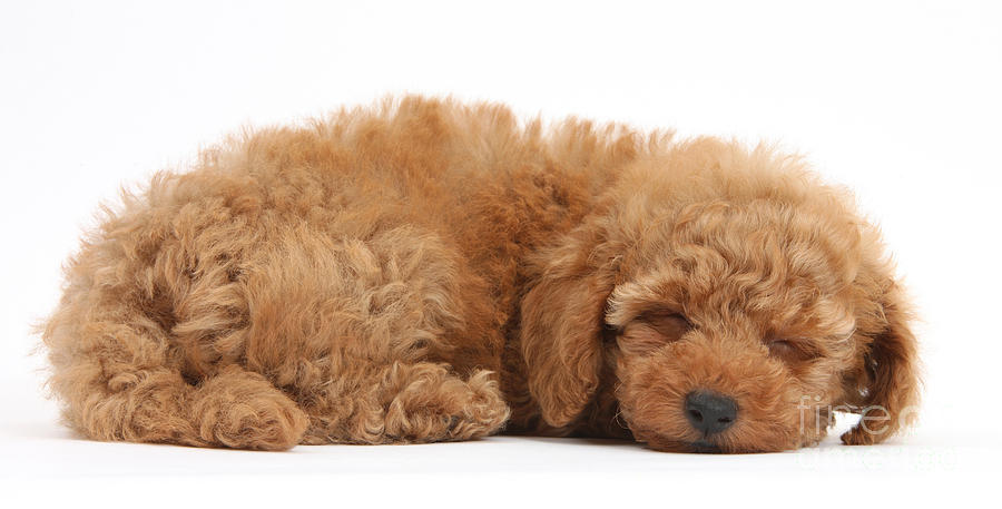 Red Toy Poodle Puppy Photograph by Mark Taylor