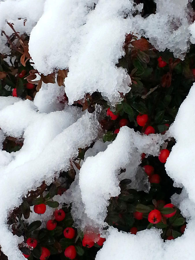 Red Treasures Under Snow Photograph