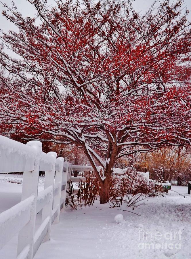 Red tree in Snow Photograph by Brigitte Emme