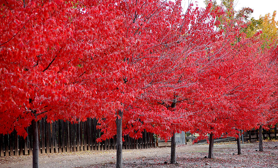 Red Tree Line Photograph by Holly Blunkall