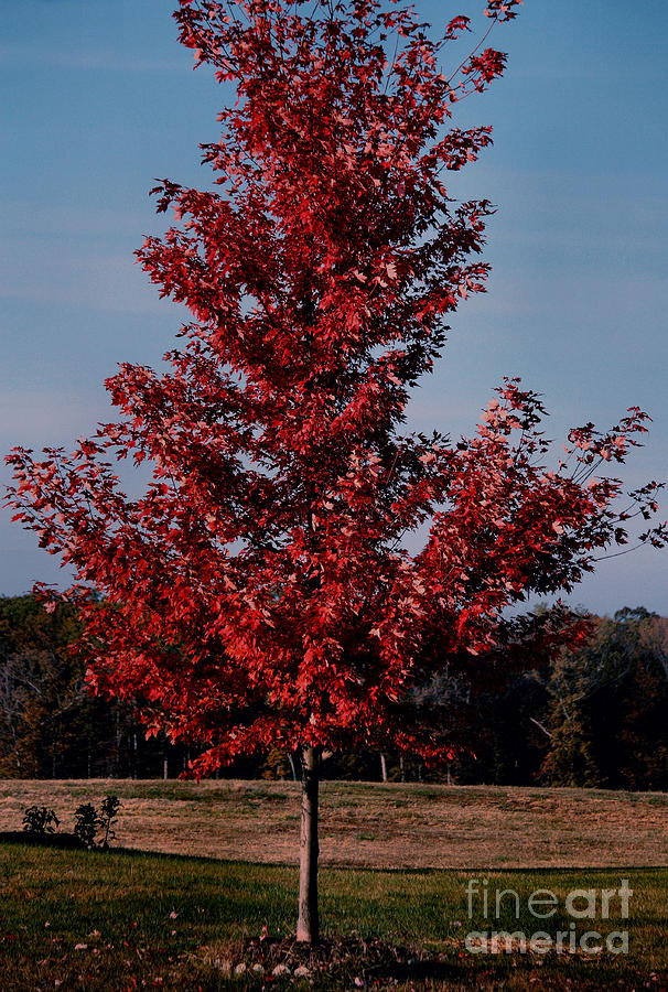 Tree Photograph - Red Tree by Luv Photography