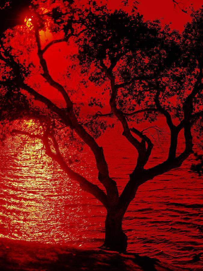 Red Tree Photograph by Nicole Swanger