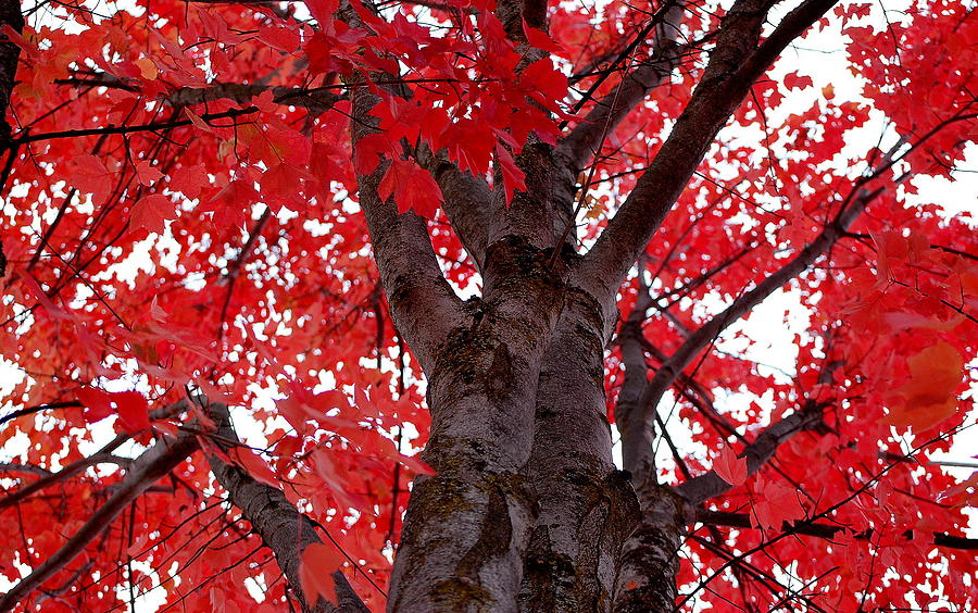 Red Tree of Autumn Photograph by AJ  Schibig