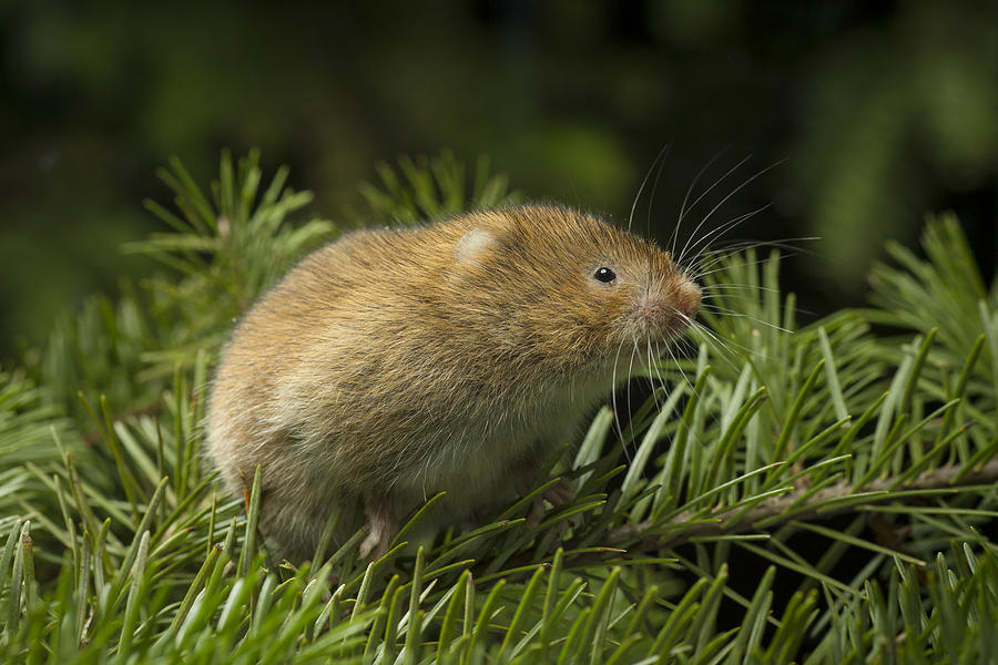Red Tree Vole In Douglas-fir Photograph by Michael Durham