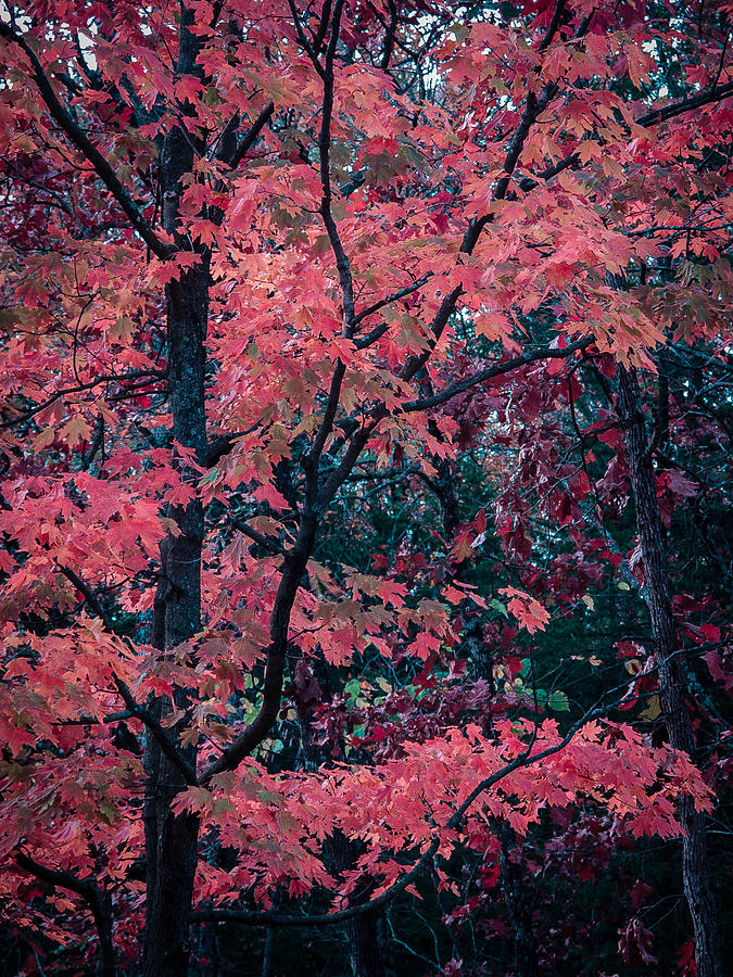 Red Tree Photograph by Wayne Meyer