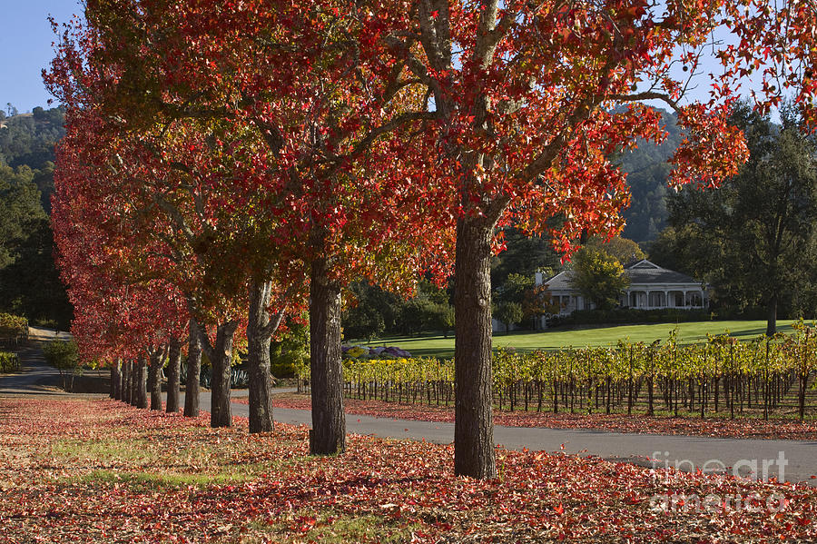 Red Trees and Vineyards Napa Photograph by Craig Lovell