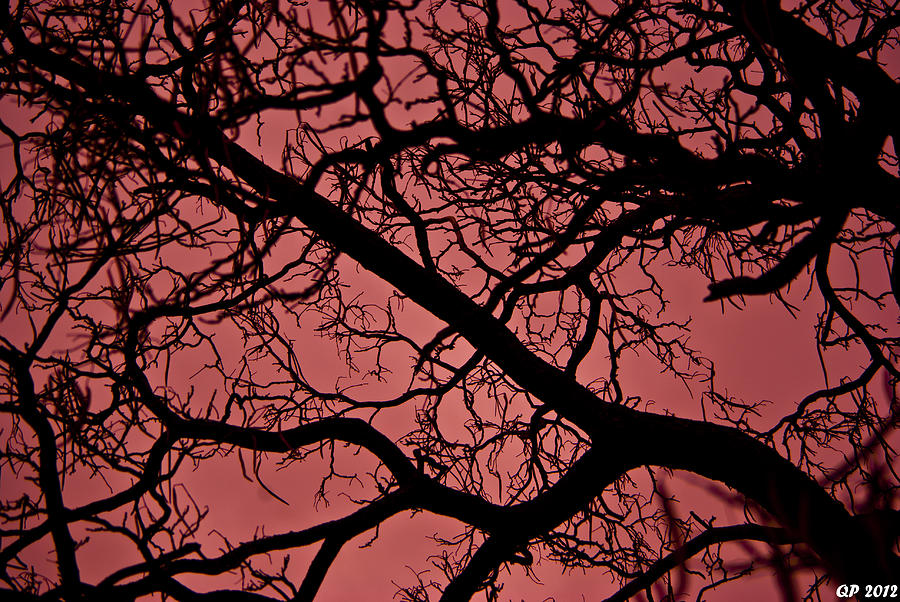 Red Trees Photograph By Mba Photography - Fine Art America