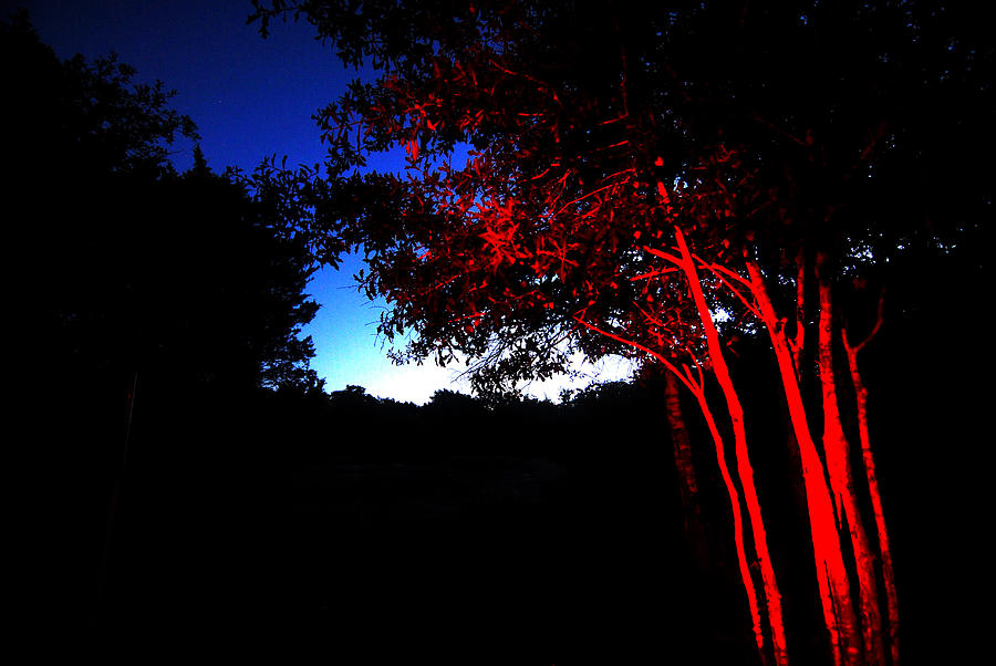 Red Trees Photograph by Susan Moody