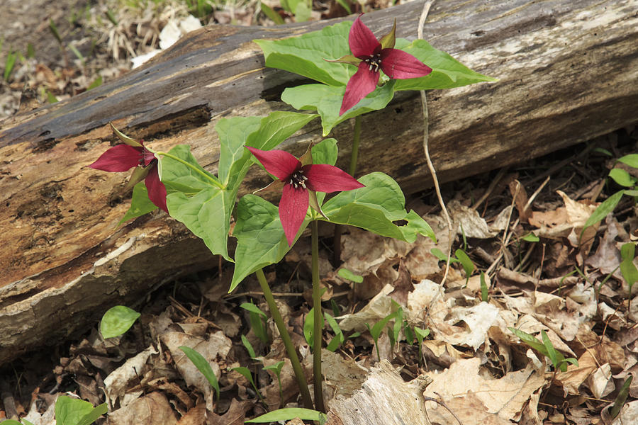 Red Trillium 2 Photograph by Gary Hall