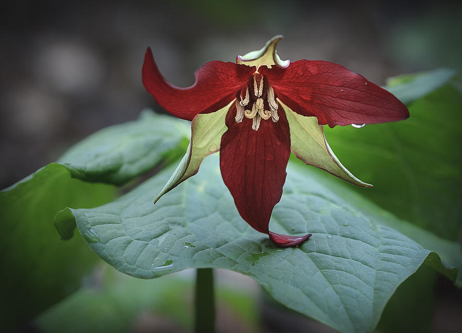 Red Trillium Photograph by Jack R Perry
