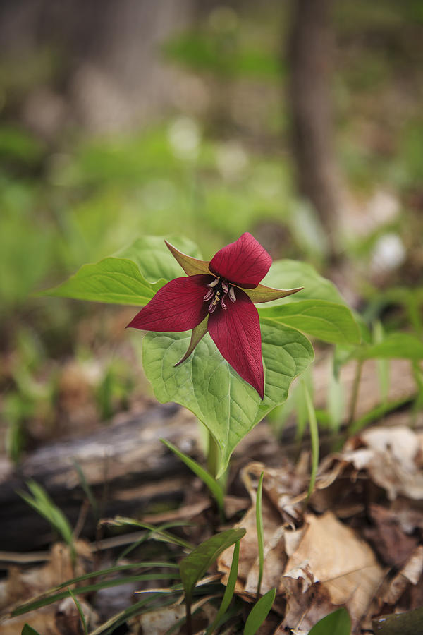 Red Trillium 3 Photograph by Gary Hall
