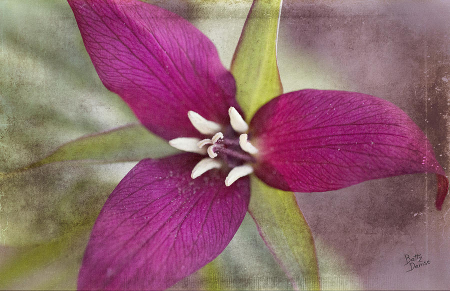 Flowers Still Life Photograph - Red Trillium by Betty Denise