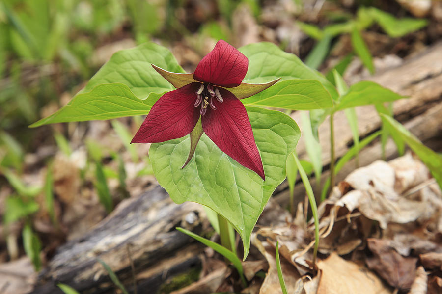 Red Trillium Photograph by Gary Hall