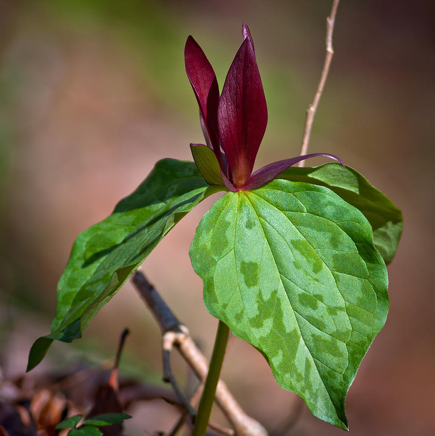 Red Trillium Photograph by Melinda Fawver