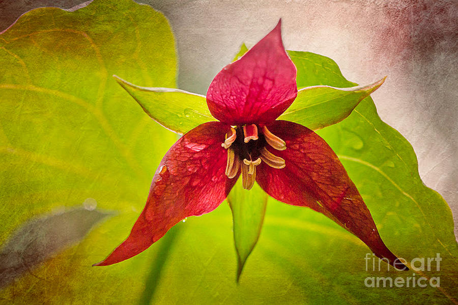 Red Trillium Moment Photograph by Susan Cole Kelly