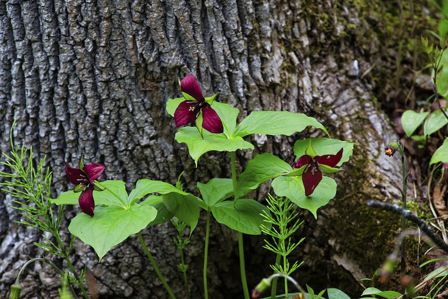 Red Trillium Trio Photograph by Gary Hall