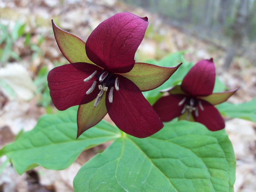 Red Trilliums Photograph by David Pickett