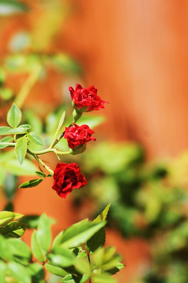 Rose Photograph - Red Trio by Chuck Hicks