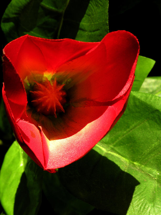 Red Tropical Flower Photograph by Robert Lozen