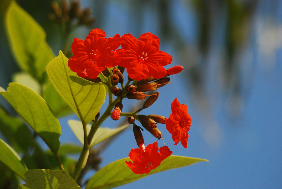 Red Tropical Flowers Photograph by Janice Adomeit