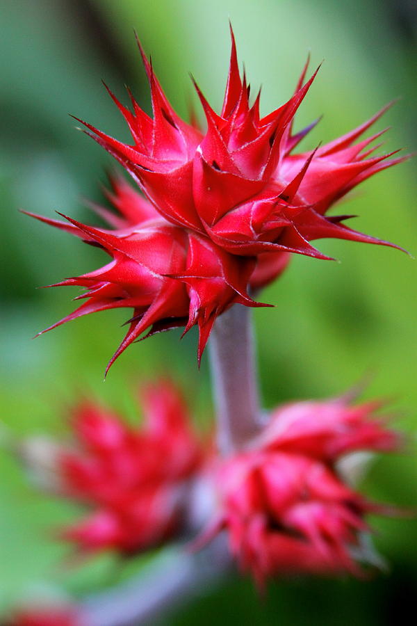 Flowers Still Life Photograph - Red Tropical Flowers by Karon Melillo DeVega