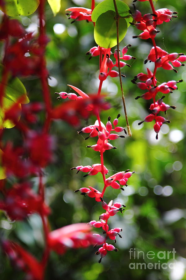 Red Tropical Flowers Photograph by Theresa Ramos-DuVon
