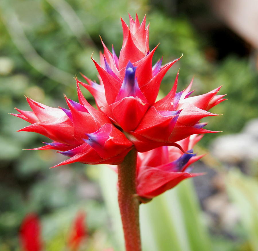 Tropical Plants With Red Leaves